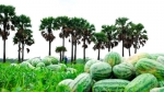 আমতলীসহ উপকূলীয় এলাকায় লোকসানের মুখে তরমুজ চাষিরা