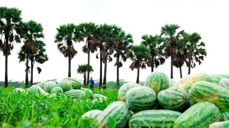 আমতলীসহ উপকূলীয় এলাকায় লোকসানের মুখে তরমুজ চাষিরা