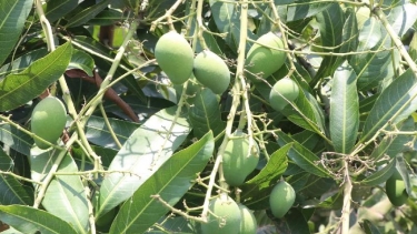 রাজশাহী অঞ্চলে আমের ভালো ফলনের আশা - সম্ভাব্য বাজারমূল্য ১১ হাজার ১৪৭ কোটি টাকা