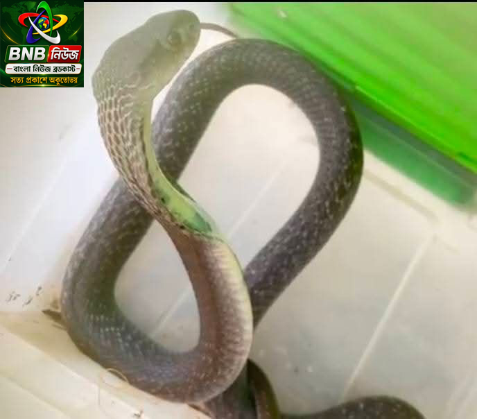 শ্রীমঙ্গলে রান্নাঘরের গর্ত থেকে প্রাণঘাতী গোখরা সাপ উদ্ধার