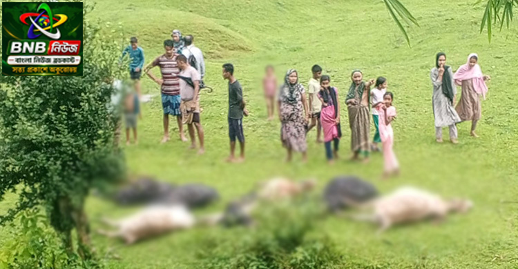 মৌলভীবাজারে বজ্রপাতে একসঙ্গে ১৩ গরুর মৃত্যু