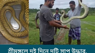 শ্রীমঙ্গলে দুই দিনে দুটি সাপ উদ্ধার, বন বিভাগের কাছে হস্তান্তর