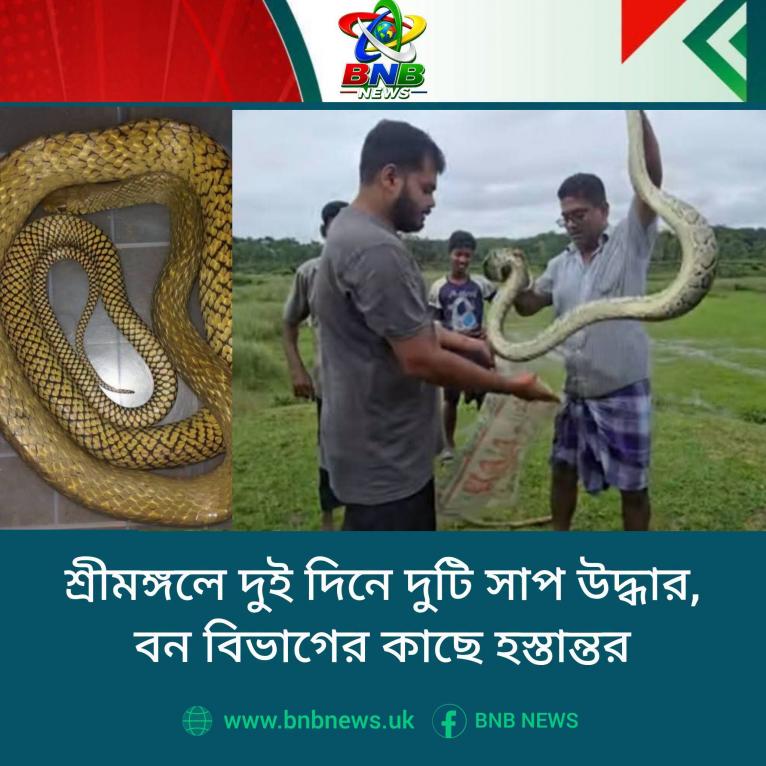 শ্রীমঙ্গলে দুই দিনে দুটি সাপ উদ্ধার, বন বিভাগের কাছে হস্তান্তর